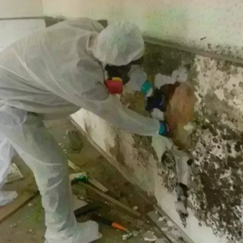 Mold Remediation and Removal in Escondido, CA